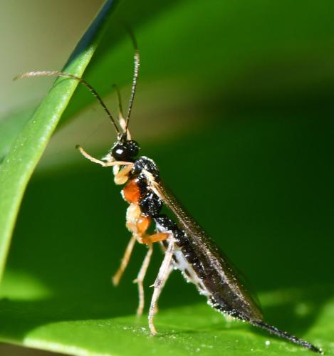 Réf. 295 067 : Pimplinae inconnu